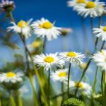 Primăvară: sfaturi pentru sănătate și formă de urmat