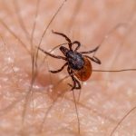 După înțepătura de căpușă: semne de alarmă, ce analize faci și în cât timp apare boala Lyme